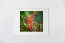 Load image into Gallery viewer, Red heliconias, lush green jungle foliage, Oahu, Hawaii, Matted Photo Print, Image
