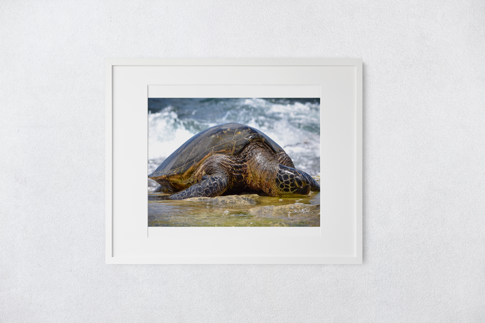 Hawaiian green sea turtle, Ocean, Rocky Shore, North Shore, Oahu, Hawaii, Matted Photo Print, Image