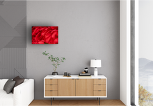 Load image into Gallery viewer, Red flower petals, closeup, macro, Manoa, Oahu, Hawaii, Metal Art Print, Living Room Interior, Image
