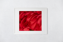 Load image into Gallery viewer, Red flower petals, closeup, macro, Manoa, Oahu, Hawaii, Framed Matted Photo Print, Image
