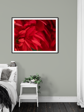 Load image into Gallery viewer, Red flower petals, closeup, macro, Manoa, Oahu, Hawaii, Framed Matted Photo Print, Image
