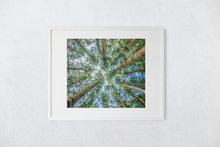 Load image into Gallery viewer, Cook Pine Trees, Sky, Oahu, Hawaii, Matted Photo Print, Image
