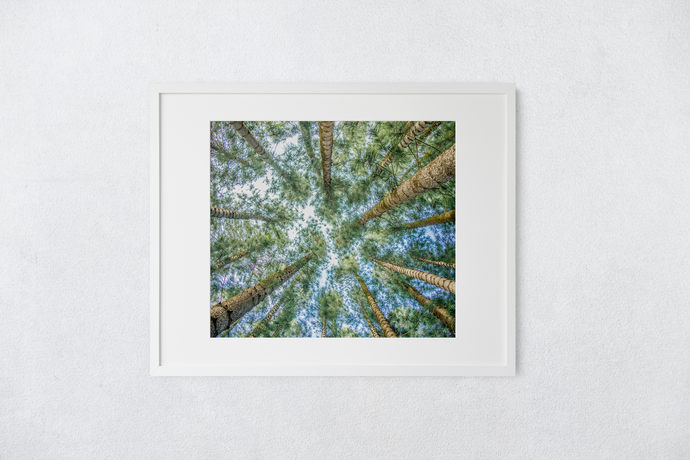 Cook Pine Trees, Sky, Oahu, Hawaii, Matted Photo Print, Image