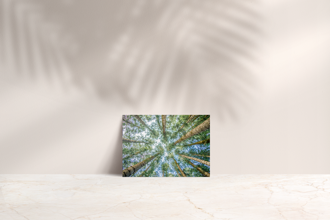 Cook Pine Trees, Sky, Oahu, Hawaii, Folded Note Card, Image