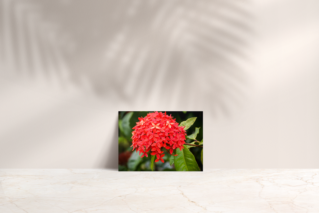 Tiny Red Flowers, Oahu, Hawaii, Folded Note Card, Image