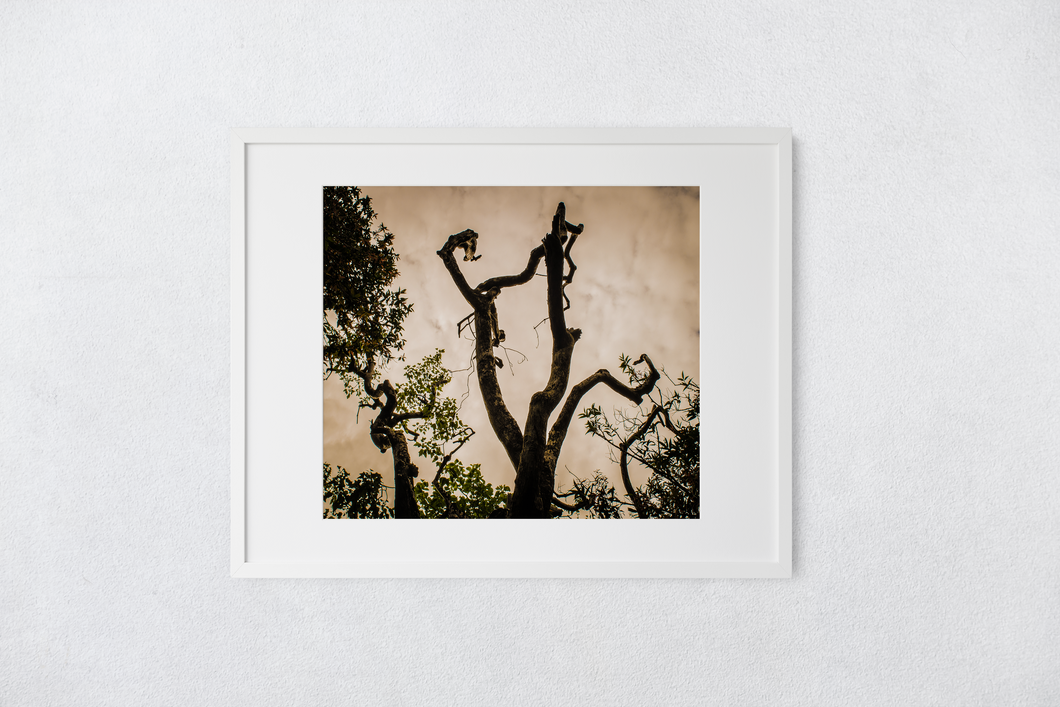 Tree silhouette, Leaves, Clouds, Abstract, Oahu, Hawaii, Matted Photo Print, Image