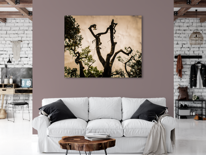 Tree silhouette, Leaves, Clouds, Abstract, Oahu, Hawaii, Metal Art Print, Interior Living Room, Image