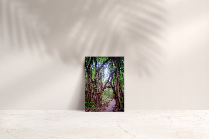 Banyan Tree, Arch, Pathway, Rainforest, Manoa Falls Trail, Oahu, Hawaii, Folded Note Card, Image