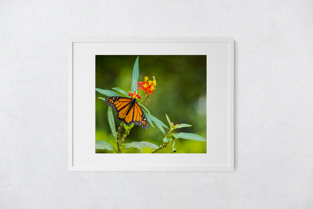 Orange Monarch Butterfly, Red and Yellow Flowers, Lush Green Garden, Oahu, Hawaii, Matted Photo Print, Image