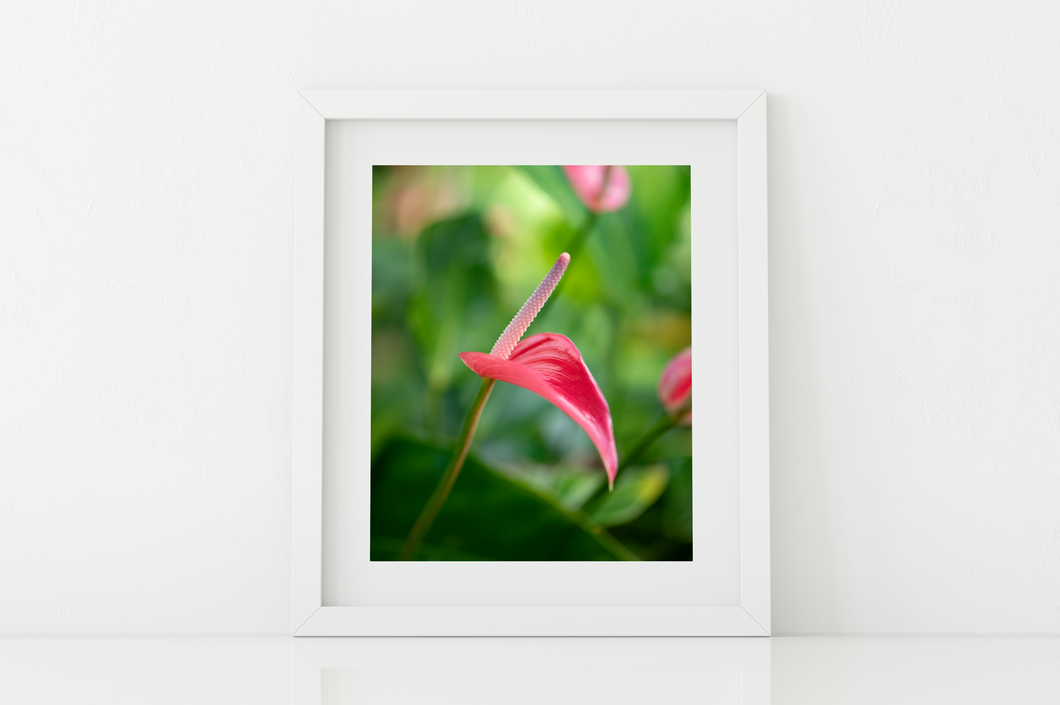 Pink Anthurium, Green Rainforest, Manoa, Oahu, Hawaii, Framed Matted Photo Print, Image