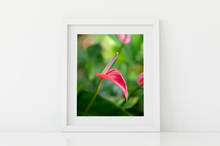 Load image into Gallery viewer, Pink Anthurium, Green Rainforest, Manoa, Oahu, Hawaii, Framed Matted Photo Print, Image
