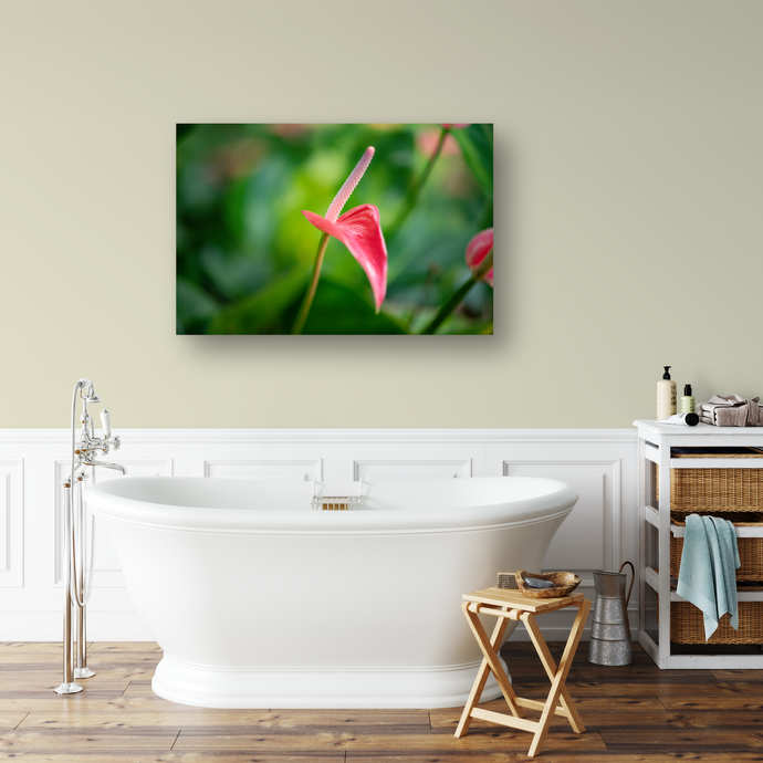 Pink Anthurium, Green Rainforest, Manoa, Oahu, Hawaii, Metal Art Photo Print, Bathroom Interior, Image