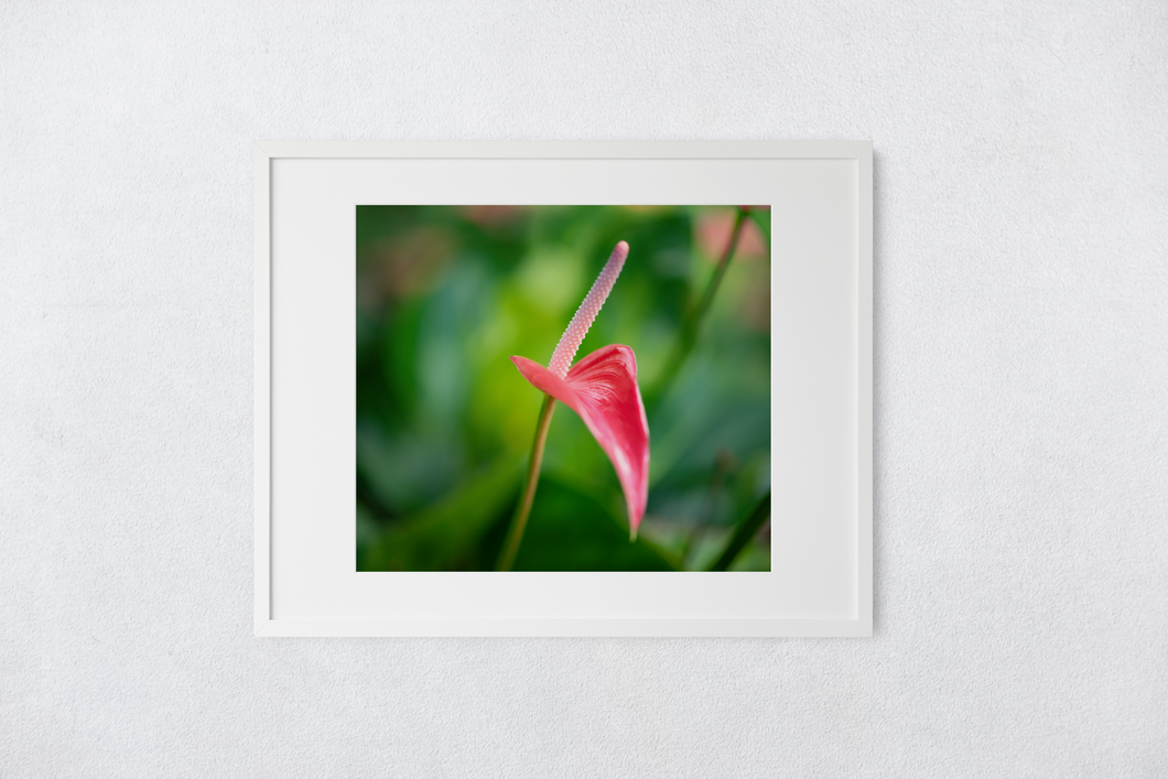 Pink Anthurium, Green Rainforest, Manoa, Oahu, Hawaii, Framed Matted Photo Print, Image