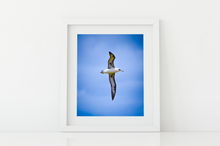Load image into Gallery viewer, Albatross, Blue Sky, Oahu, Hawaii, Matted Photo Print, Image
