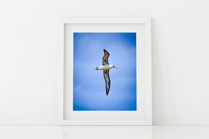Albatross, Blue Sky, Oahu, Hawaii, Matted Photo Print, Image
