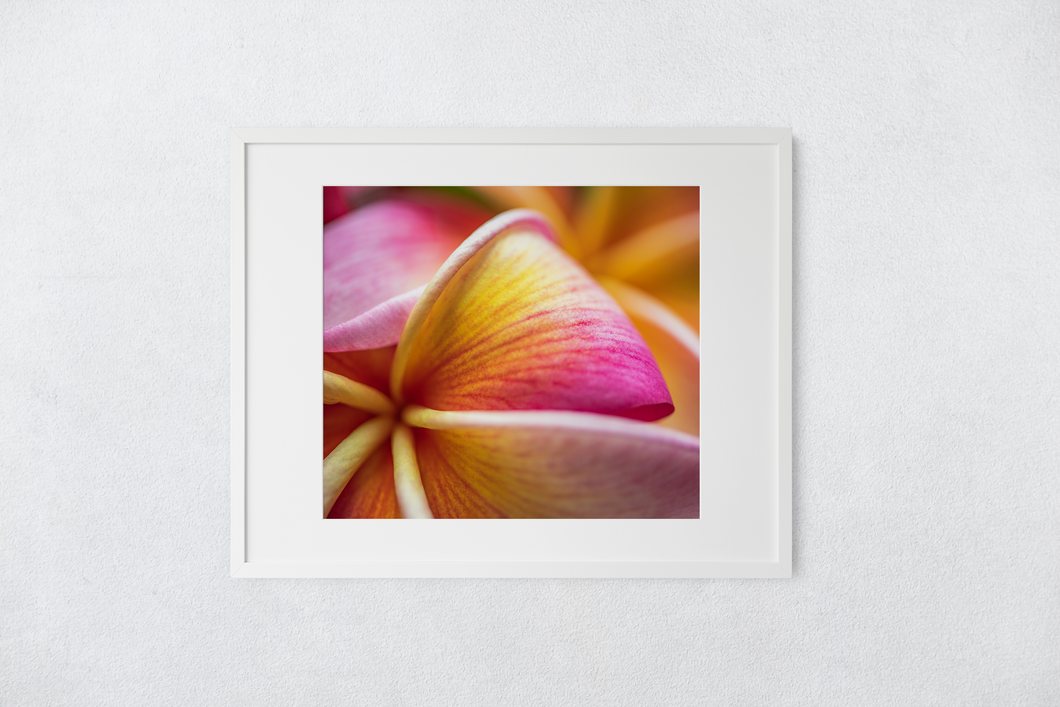 Pink and Yellow, Plumeria, Flower Petals, Macro, Closeup, Oahu, Hawaii, Matted Photo Print, Image