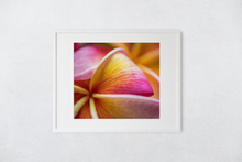 Load image into Gallery viewer, Pink and Yellow, Plumeria, Flower Petals, Macro, Closeup, Oahu, Hawaii, Matted Photo Print, Image
