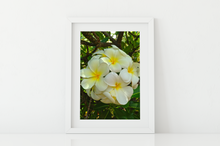 Load image into Gallery viewer, White Plumerias, Flowers, Leaves, Oahu, Hawaii, Matted Photo Print, Image
