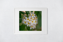 Load image into Gallery viewer, White Plumerias, Heart-shape, Flowers, Leaves, Oahu, Hawaii, Framed Matted Photo Print, Image
