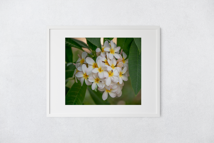 White Plumerias, Heart-shape, Flowers, Leaves, Oahu, Hawaii, Framed Matted Photo Print, Image