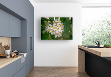 Load image into Gallery viewer, White Plumerias, Heart-shape, Flowers, Leaves, Oahu, Hawaii, Kitchen Interior, Metal Print, Image
