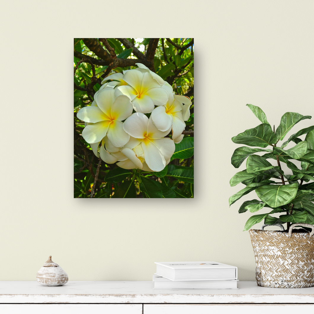 White Plumerias, Flowers, Leaves, Oahu, Hawaii, Metal Art Print, Entryway Interior, Image