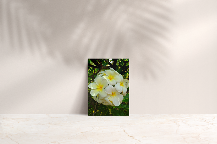 White Plumerias, Flowers, Leaves, Oahu, Hawaii, Folded Note Card, Image