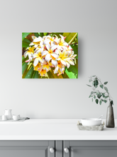 Load image into Gallery viewer, White, yellow, plumeria flowers, Oahu, Hawaii, Metal Art Print, Kitchen Interior, Image
