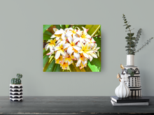 Load image into Gallery viewer, White, yellow, plumeria flowers, Oahu, Hawaii, Metal Art Print, Entryway Interior, Image
