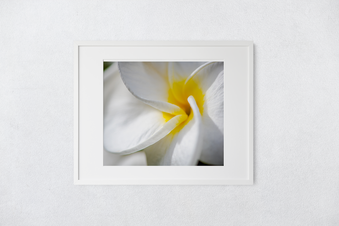 White Plumeria Petals, Closeup, Macro, Oahu, Hawaii, Matted Photo Print, Image