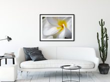 Load image into Gallery viewer, White Plumeria Petals, Closeup, Macro, Oahu, Hawaii, Framed Matted Photo Print, Living Room Interior, Image
