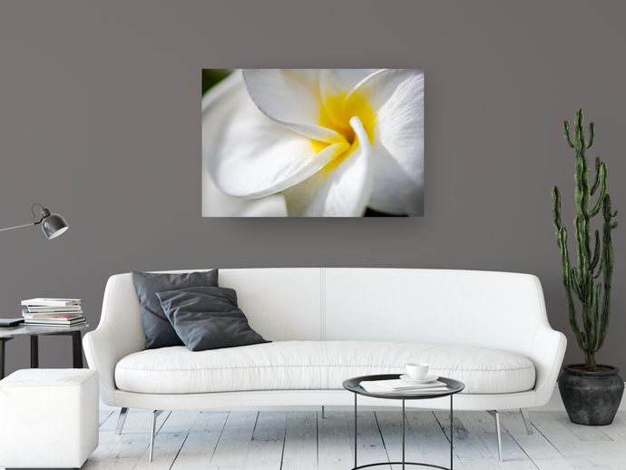 White Plumeria Petals, Closeup, Macro, Oahu, Hawaii, Metal Art Print, Living Room Interior, Image