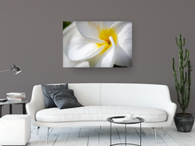 Load image into Gallery viewer, White Plumeria Petals, Closeup, Macro, Oahu, Hawaii, Metal Art Print, Living Room Interior, Image
