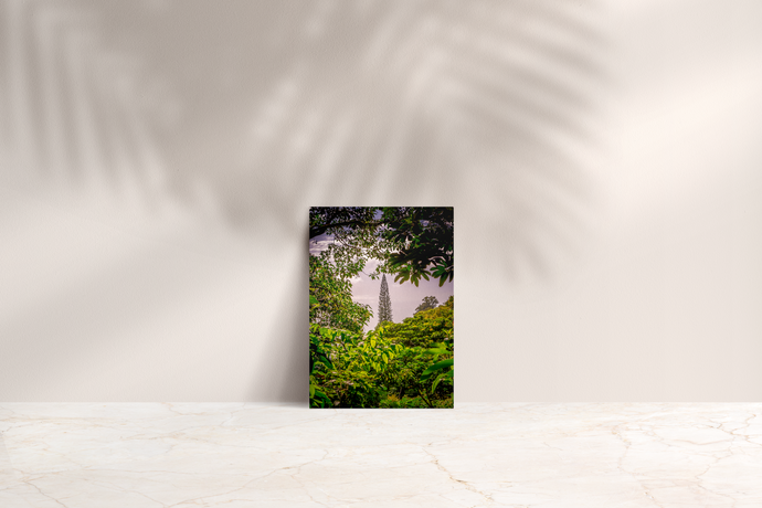 Green Leaves, Cook Pine Tree, Sky, Oahu, Hawaii, Folded Note Card, Image
