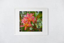 Load image into Gallery viewer, Vibrant Pink and Orange Plumerias, Green Leaves, Oahu, Hawaii, Matted Photo Print, Image
