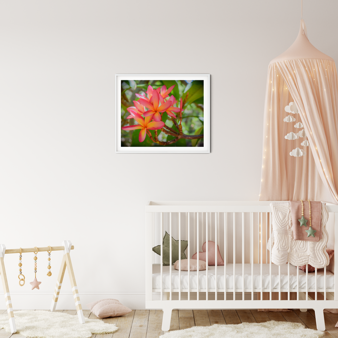 Vibrant Pink and Orange Plumerias, Green Leaves, Oahu, Hawaii, Framed Matted Photo Print, Kids' Room Interior, Image