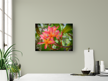 Load image into Gallery viewer, Vibrant Pink and Orange Plumerias, Green Leaves, Oahu, Hawaii, Metal Art Print, Kitchen Interior, Image
