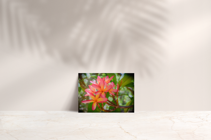 Vibrant Pink and Orange Plumerias, Green Leaves, Oahu, Hawaii, Folded Note Card, Image