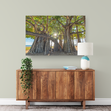 Load image into Gallery viewer, Banyan Tree, Sunburst, Waikiki, Oahu, Hawaii, Metal Art Print, Interior Entryway, Image
