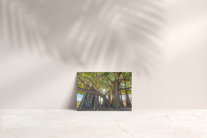 Banyan Tree, Sunburst, Waikiki, Oahu, Hawaii, Folded Note Card, Image