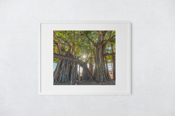 Banyan Tree, Sunburst, Waikiki, Oahu, Hawaii, Matted Photo Print, Image