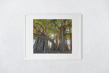 Load image into Gallery viewer, Banyan Tree, Sunburst, Waikiki, Oahu, Hawaii, Matted Photo Print, Image
