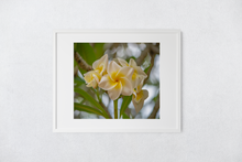 Load image into Gallery viewer, White and Yellow Plumeria Flowers, Green Leaves, Brown Branches, Oahu, Hawaii, Matted Photo Print, Image
