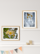 Load image into Gallery viewer, White and Yellow Plumeria Flowers, Green Leaves, Brown Branches, Oahu, Hawaii, Framed Matted Photo Print, Kids&#39; Room Interior, Image
