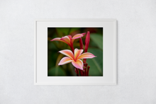 Load image into Gallery viewer, Pink plumeria flowers, Raindrop, Green Leaves, Oahu, Hawaii, Matted Photo Print, Image
