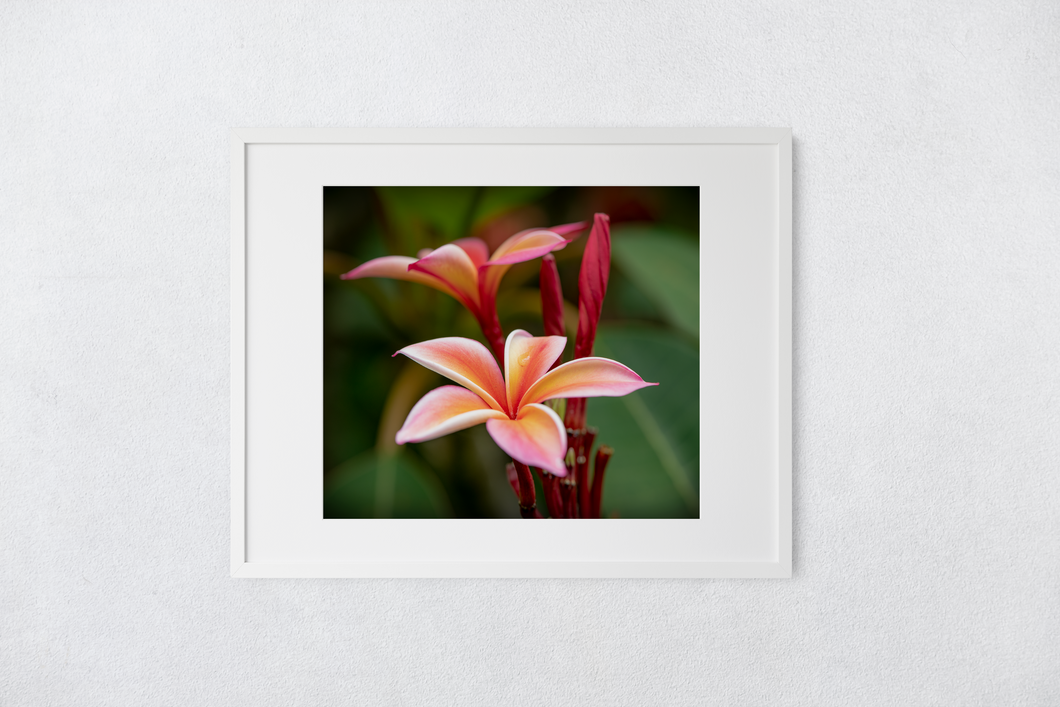 Pink plumeria flowers, Raindrop, Green Leaves, Oahu, Hawaii, Matted Photo Print, Image