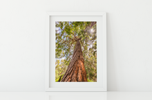 Load image into Gallery viewer, Eucalyptus Robusta Tree, Sun, Oahu, Hawaii, Matted Photo Print, Image
