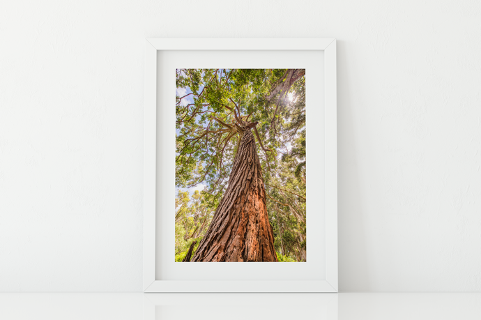 Eucalyptus Robusta Tree, Sun, Oahu, Hawaii, Matted Photo Print, Image