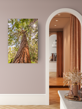 Load image into Gallery viewer, Eucalyptus Robusta Tree, Sun, Oahu, Hawaii, Metal Art Print, Interior Entryway,  Image

