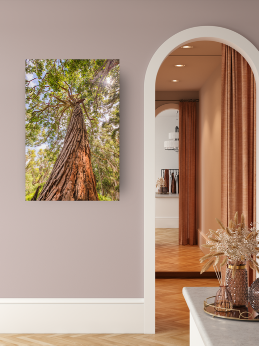 Eucalyptus Robusta Tree, Sun, Oahu, Hawaii, Metal Art Print, Interior Entryway,  Image